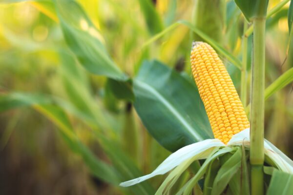 A Selective Focus Picture Of Corn Cob In Organic Corn Field