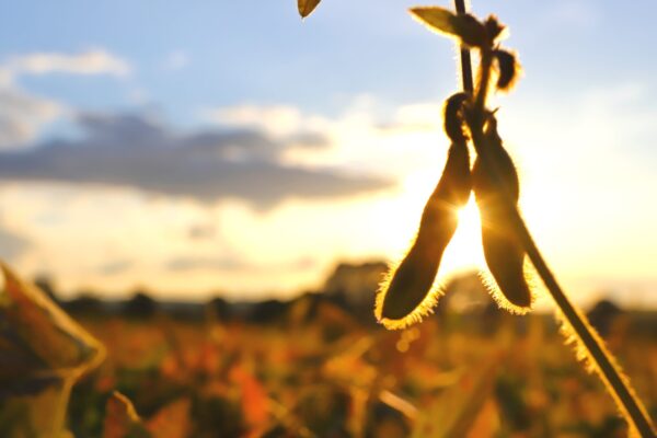 Soybeans Ripe Golden brown at sunset